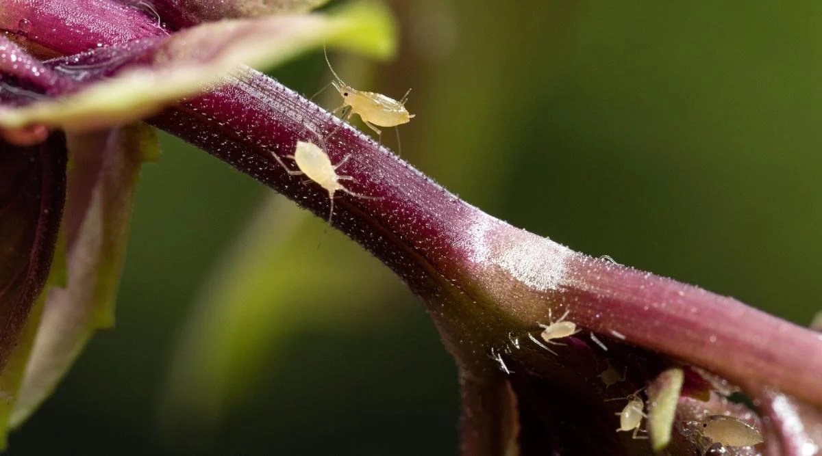 Close-up of aphids on the stem of a basil plant. Basil stem purple: covered with fine hairs. Aphids are tiny, soft-bodied insects with a translucent, green, pear-shaped body.