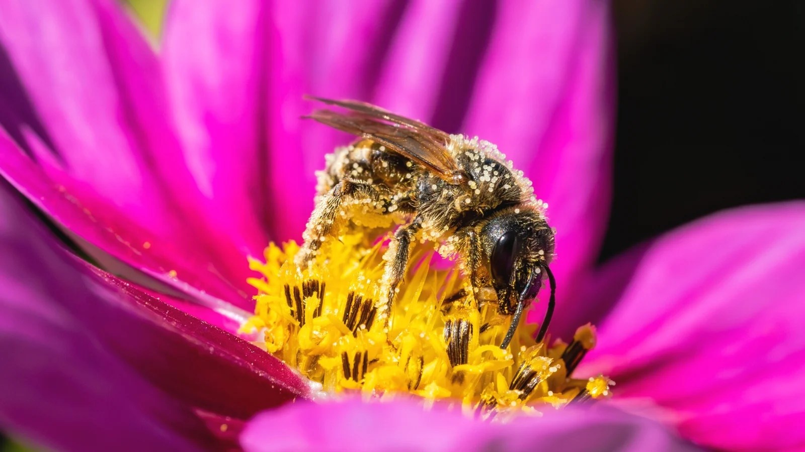 11 Types of Bees and How to Attract Them to Your Garden