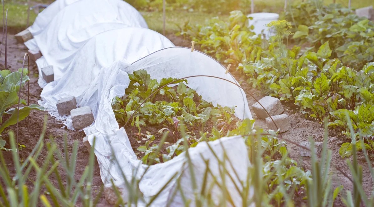 Close-up of beds with beets, some of them are covered with a row cover. Beets form rosettes of slender purple stems with oval, wavy green leaves with a glossy texture. The white thin fabric is hooked with the help of metal semi-rings.