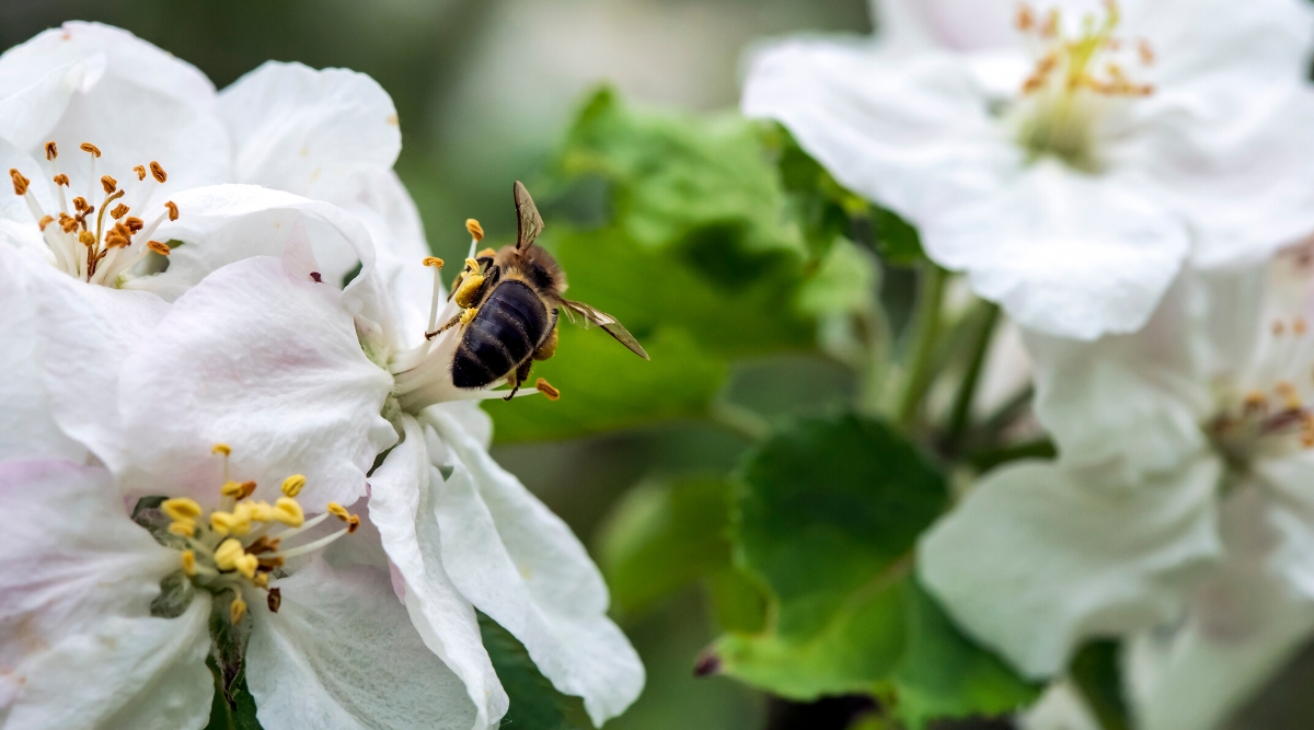 Close up of a bee pollinating a small white flower.