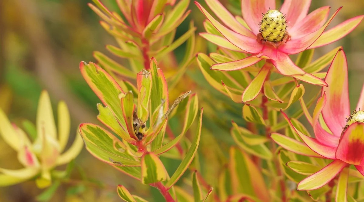 Close-up of a conebush plant in a sunny garden. The plant has upright stems covered with narrow, elongated, oval smooth leaves. They are variegated, include cream, green and pinkish hues. The plant has cone-shaped inflorescences that are surrounded by petal-shaped bracts of light green color with pinkish hues. Some leaves are damaged and form gray dry marks.