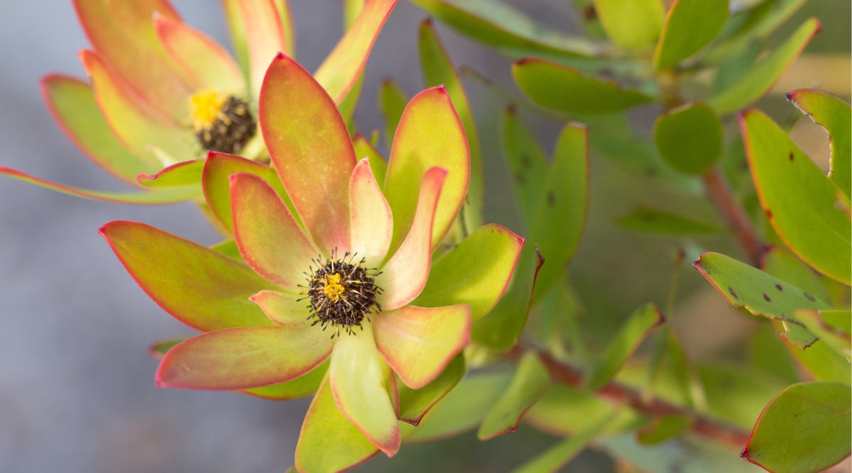 Close-up of a conebush plant in a garden. The plant has upright stems covered with oval smooth green leaves with a pinkish border. The plant has cone-shaped inflorescences that have dried up and produced seeds. The inflorescences are surrounded by petal-shaped green bracts with pinkish hues. The leaves are covered with brown-purple spots.