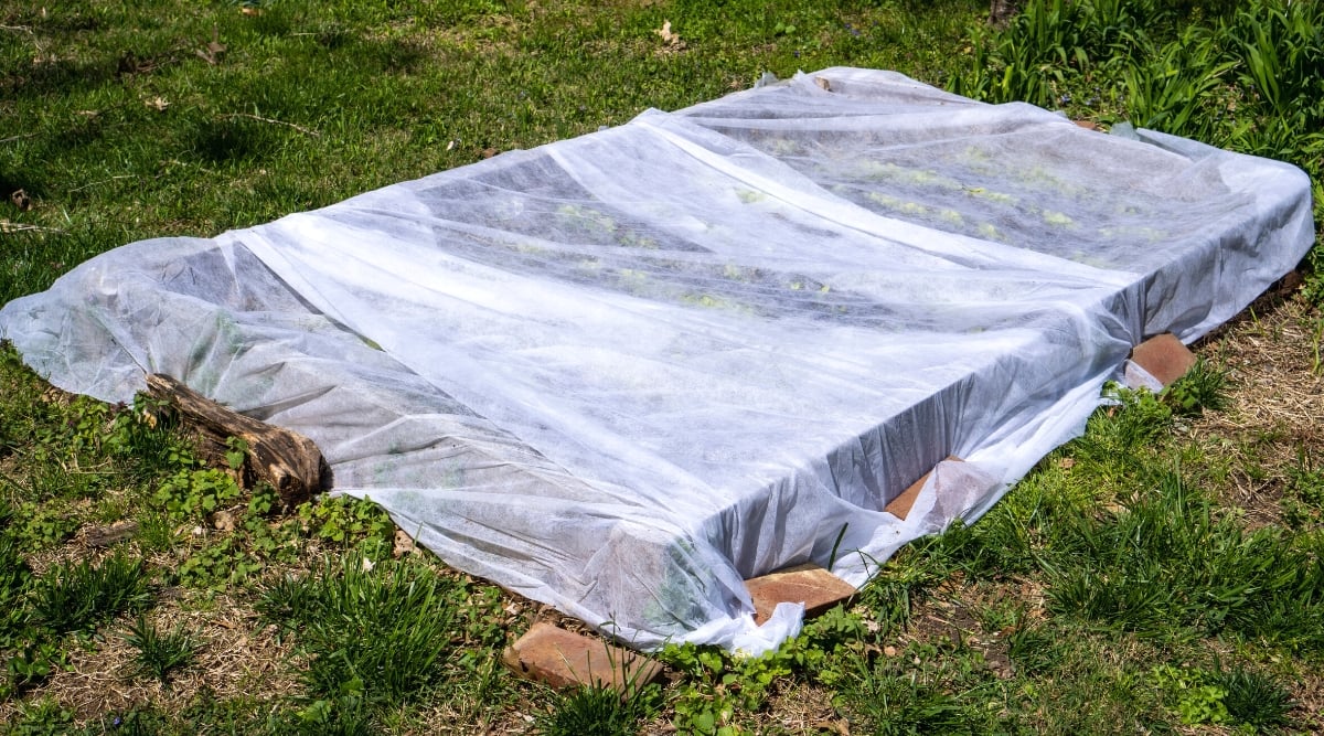 Close-up of a raised bed with growing seedlings of various vegetable crops. The raised bed is completely covered with a row cover to protect it from possible frost. Row cover is a thin, light, translucent white fabric.