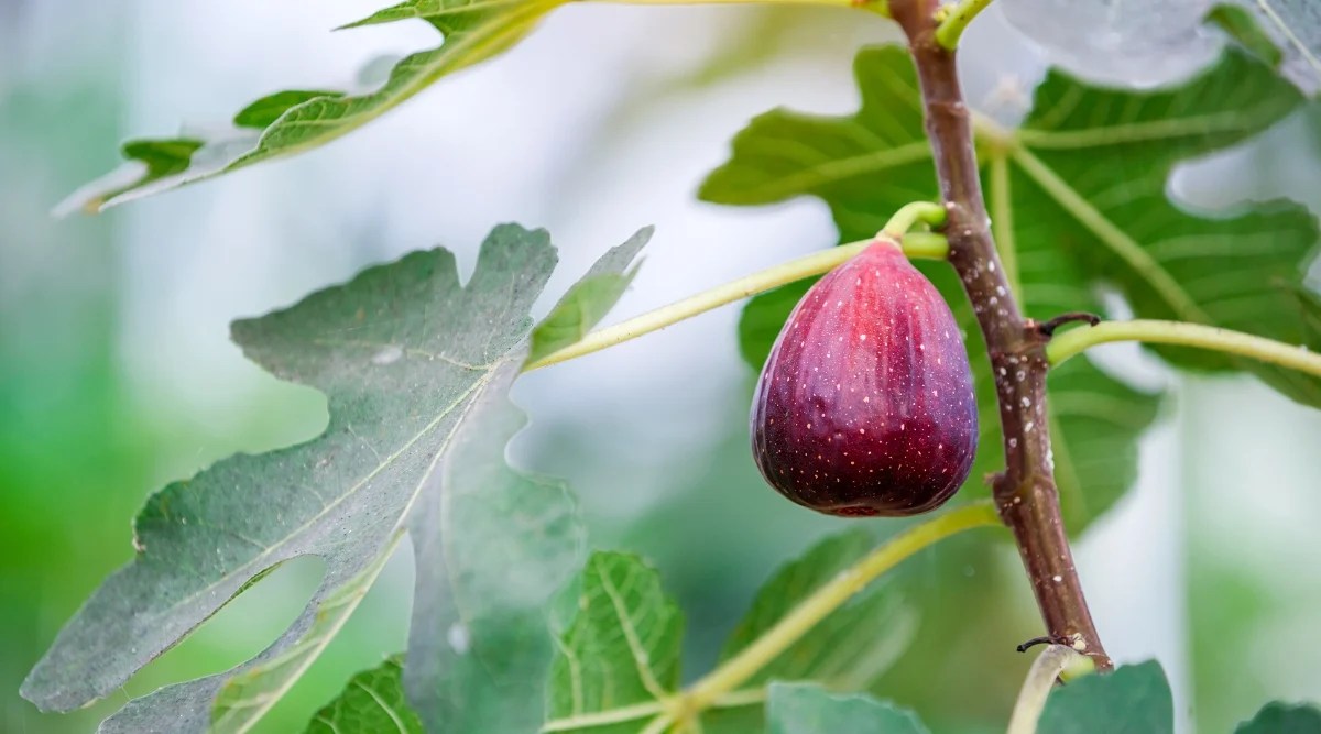 Ripe fig fruit hanging on the branch of fig tree in the garden. Ficus carica, commonly known as the fig tree, is a deciduous tree with distinctive, lobed leaves that are deeply dissected and palmate in shape. The tree produces pear-shaped or spherical fruits known as figs. The fruit is purple.