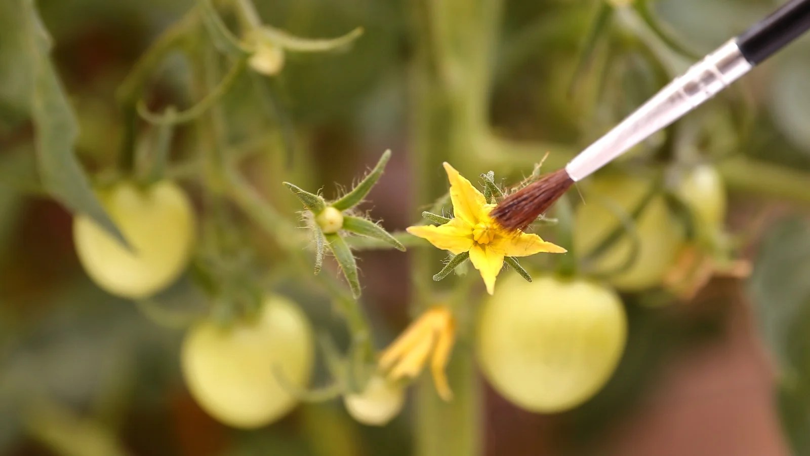 How To Pollinate Tomatoes Indoors at Sadie Proffitt blog
