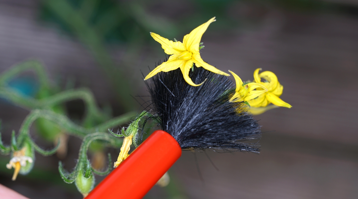 How to Hand Pollinate Tomatoes in Your Garden