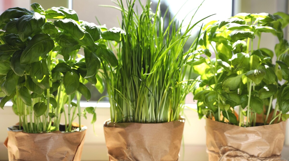 indoor herb mistakes