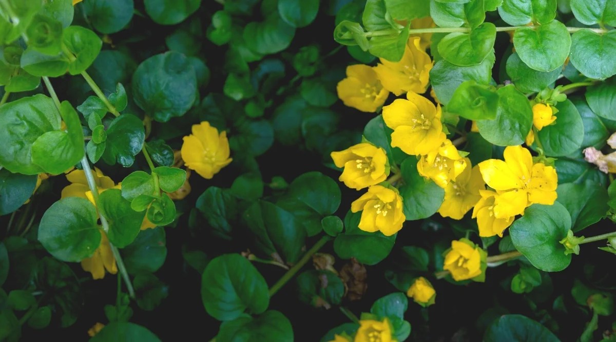 Close-up of a blooming Creeping Jenny (Lysimachia nummularia) in the garden. It is a low growing, creeping perennial known for its bright and cheerful appearance. Its leaves are small, round, bright green, resembling small coins. The leaves are dark green, arranged opposite each other along the stems. The flowers are bright yellow, cup-shaped with five petals.