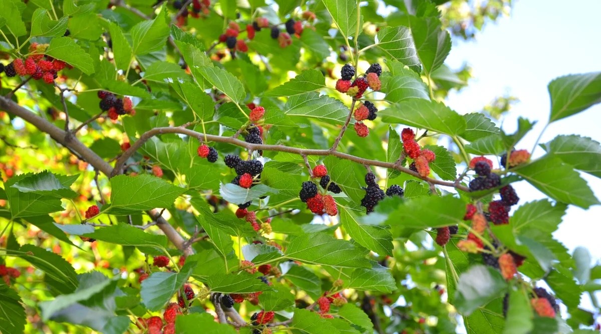 Close-up of ripe fruits on a mulberry tree in the garden. It is a deciduous tree with simple, alternate heart-shaped leaves and serrated edges. The tree produces small clusters of fruits called mulberries, which resemble elongated berries. These fruits are dark purple and pink in color.