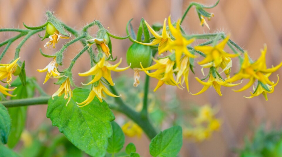 How to Hand Pollinate Tomatoes in Your Garden