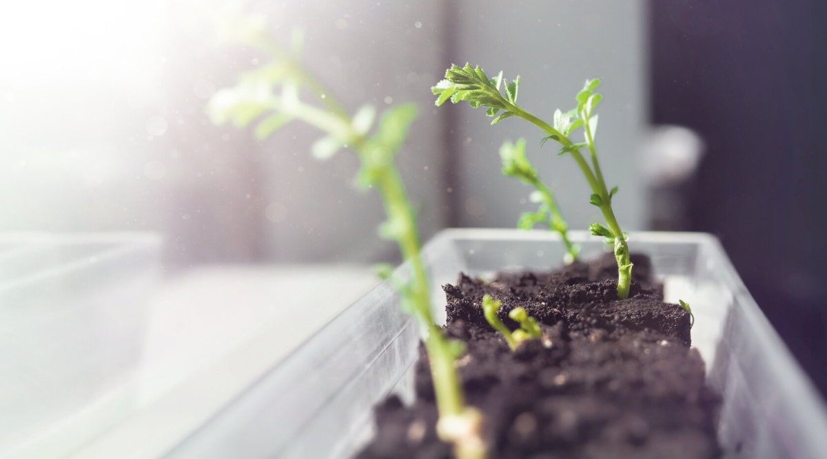 Close up of small seedlings growing in front of a window.