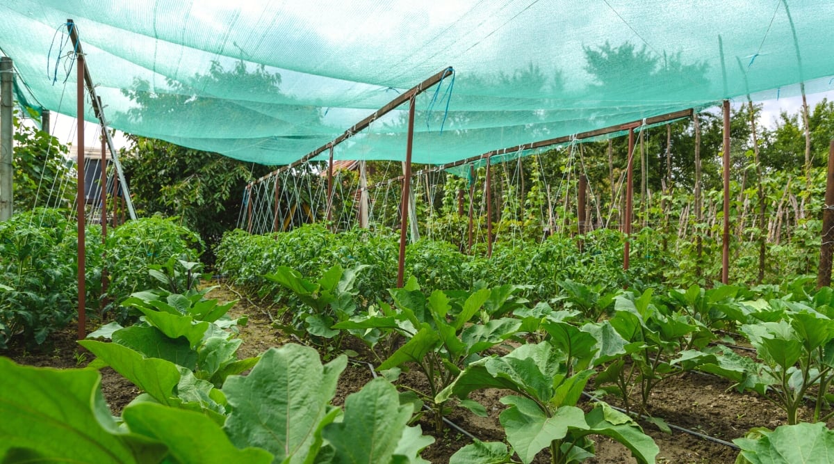 Close-up of a vegetable garden with hinged shading nets on special vertical iron props. Vegetables such as tomatoes and eggplant grow in rows in the garden.