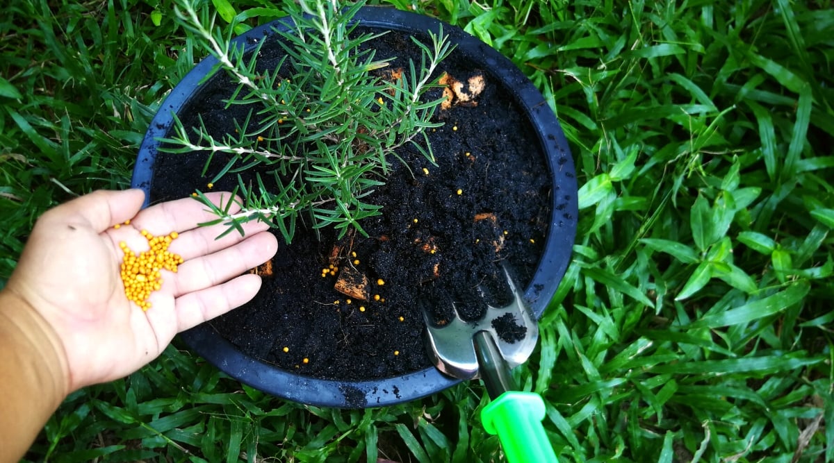 Close-up of a woman&rsquo;s hand adding granular fertilizer to potted rosemary. Granular fertilizers are round, small, bright yellow. Rosemary has upright stems covered with narrow, thin needle-shaped grey-green leaves.