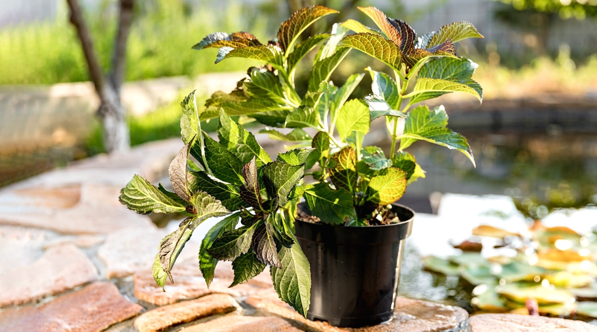 Close-up of a young hydrangea bush in a small black pot, in a sunny garden. The plant forms upright stems covered with large ovate leaves, dark green in color with purple markings along the edges. The leaves have serrated edges.