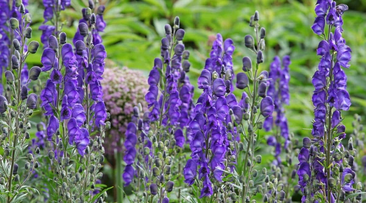 Aconitum