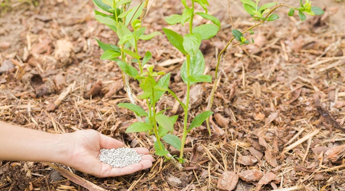 A gardener is holding some fertilizer in her hand and getting ready to put it on the base of a  shrub in the garden. The shrub is surrounded by mulch, which can help the fertilizer integrate into the plant and make it bloom.