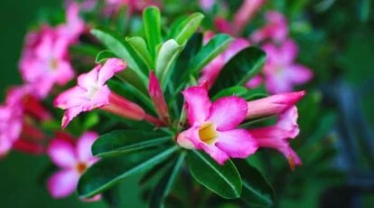 Pink flowering adenium Obesum with many pink blooms blossoming from the plant