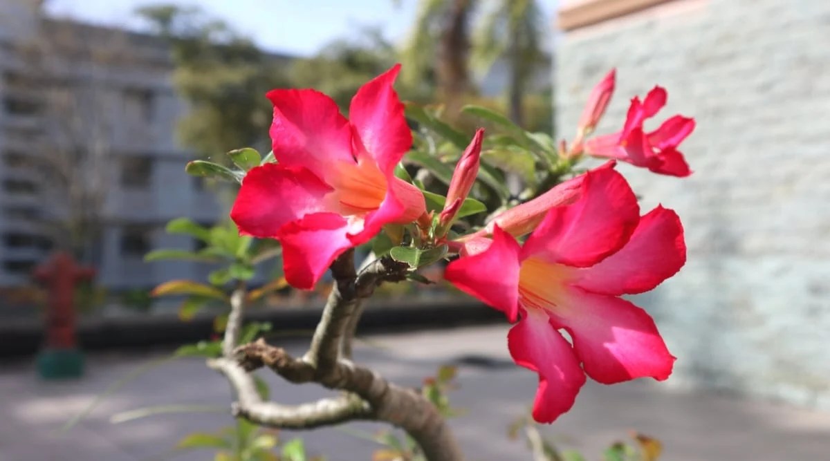 Close-up of a flowering succulent plant Adenium obesum subsp. Oleifolium against a blurred sunny courtyard. A long curved trunk with narrow long dark green leaves with smooth edges. The flowers are large, tubular, rich pink in color with white-yellow throats.