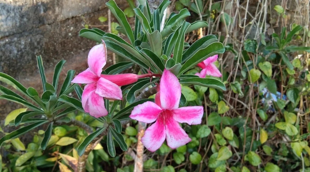 Close-up of a flowering plant Adenium obesum subsp. Somalense in the spring garden. The plant has a tall trunk with green, narrow-linear leaves with a prominent white midrib. The flowers are large, tubular, bright pink with pale pink edges.