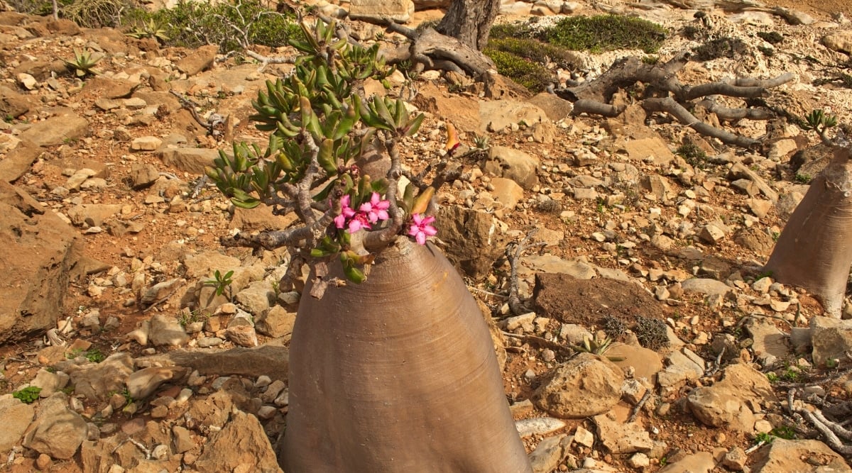 Close-up of a flowering plant Adenium obesum subsp. socotranum in the desert. The plant has a large, thick, oval, smooth trunk from which curved trunks grow with long, narrow, oval, dark green leaves and pink tubular flowers.
