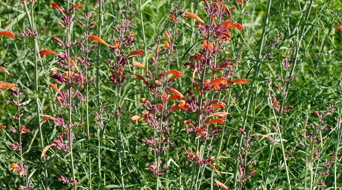 Close-up of blooming flowers of the Agastache rupestris plant in a sunny garden surrounded by thin, pale green foliage. Many small tubular orange-red flowers bloom on tall thin stems.