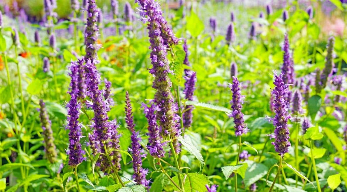Close-up of Anise Hyssop flowers that bloom in the summer garden. Tall buds with clusters of thorns and small purple flowers. The foliage is bright green, of the usual form with pointed edges. Blurred background of blooming Anise Hyssop.