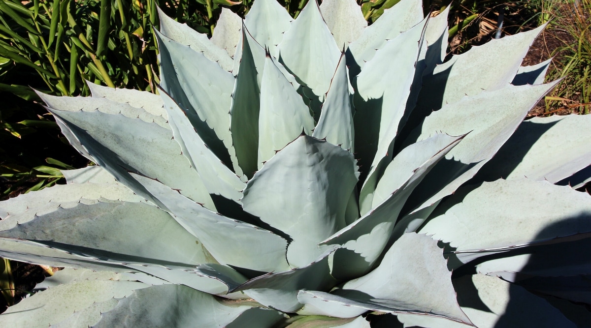 Close-up of the succulent Agave ovatifolia in a sunny garden. The succulent forms a large, rounded rosette of short, wide, cupped, gray leaves. The leaves have small purple teeth along the edges.