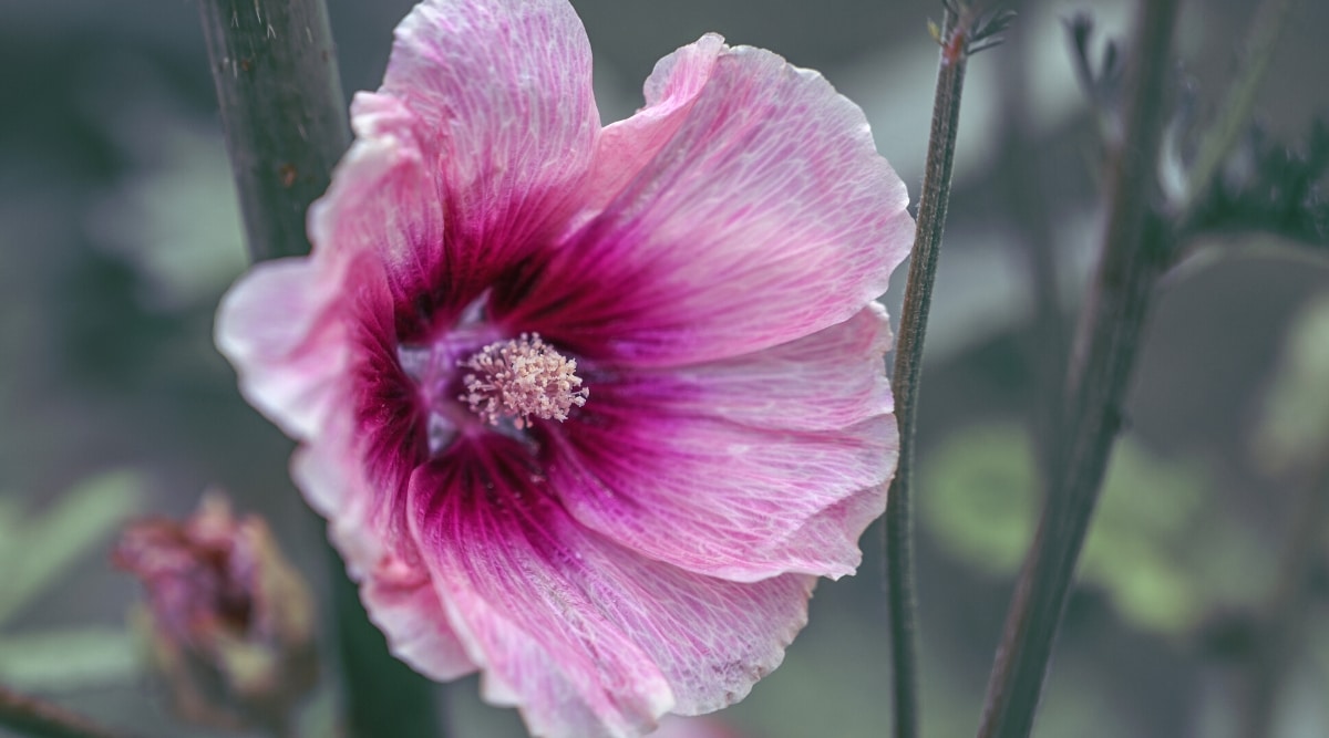 Close-up of an Alcea rosea &lsquo;Apricot&rsquo; flower against a blurred garden background. The flower is large, cupped. consists of one row of large, rounded petals arranged around a pistil with stamens. The flower starts with a deep pink blush fading to deep red wine towards the center.