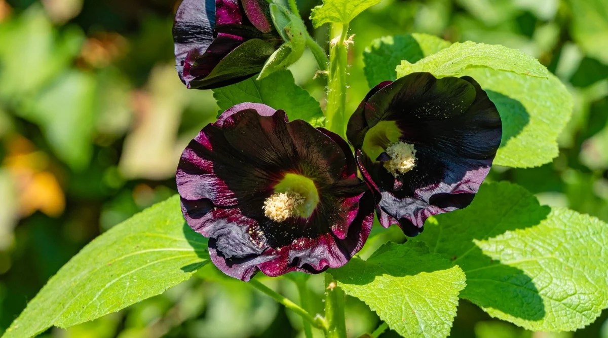 Close-up of a flowering plant Alcea rosea ‘Blacknight’ in a sunny garden against a blurred green background. The plant has a tall green stem covered with large, bright green, shallowly-lobed leaves and large, deep purple, almost black flowers with pale green centers and prominent white pollen-covered carpels.