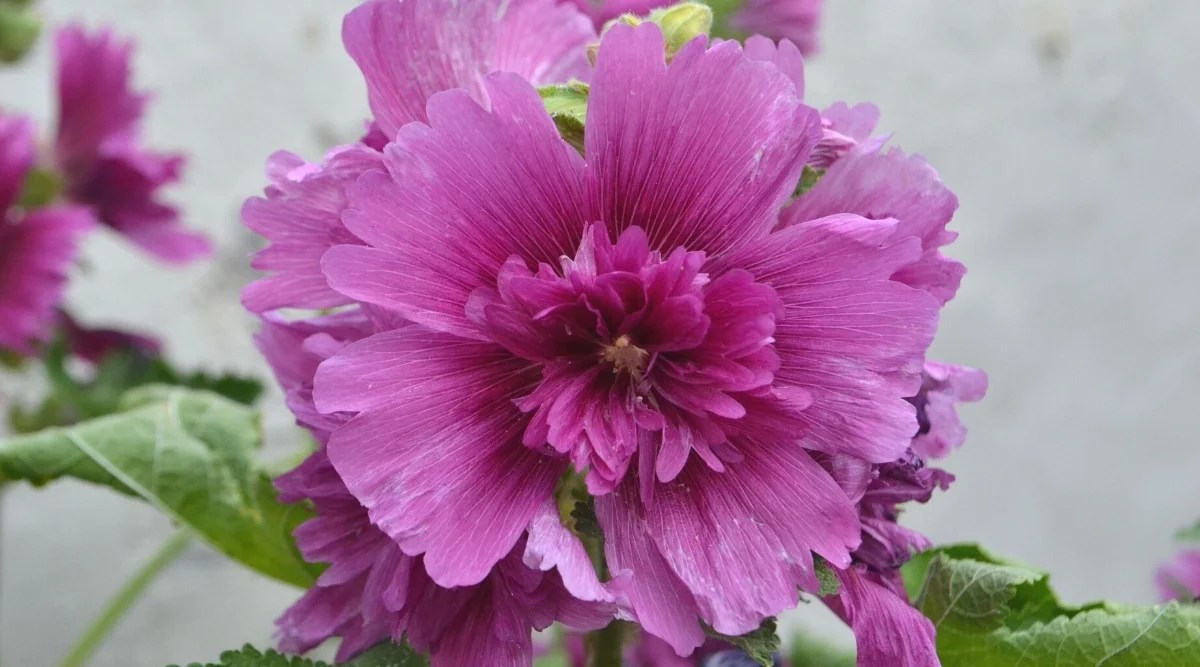 Close-up of a blooming Alcea rosea ‘Spring Celebrities Purple’ flower in a garden. The flower is large, double with frilly petals.