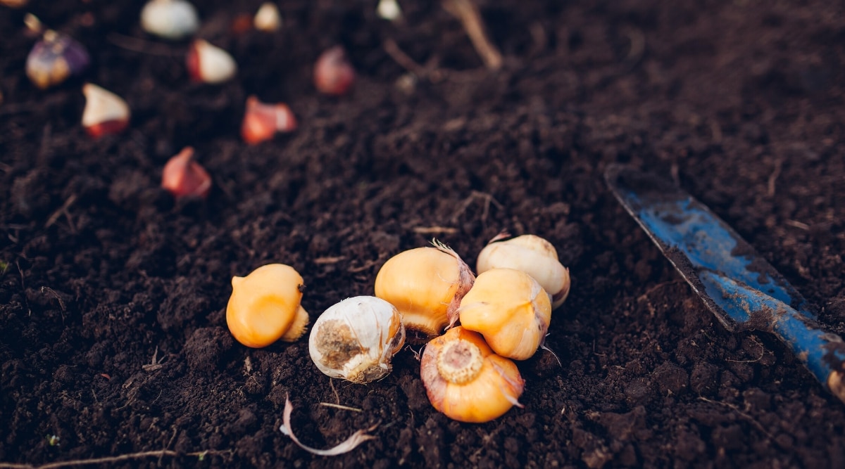 Close-up of allium and tulip flower bulbs on soil in a garden. Bulbs are rounded in white and orange. A blue garden trowel lies on the soil next to the bulbs.