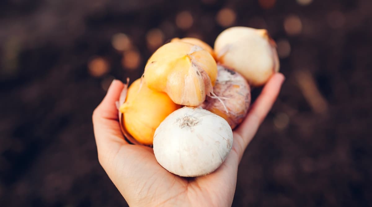 Close-up of a woman&rsquo;s hand holding 6 flower bulbs against a blurred soil background in a garden. Bulbs of Allium and tulips. One bulb is white and the rest are orange.