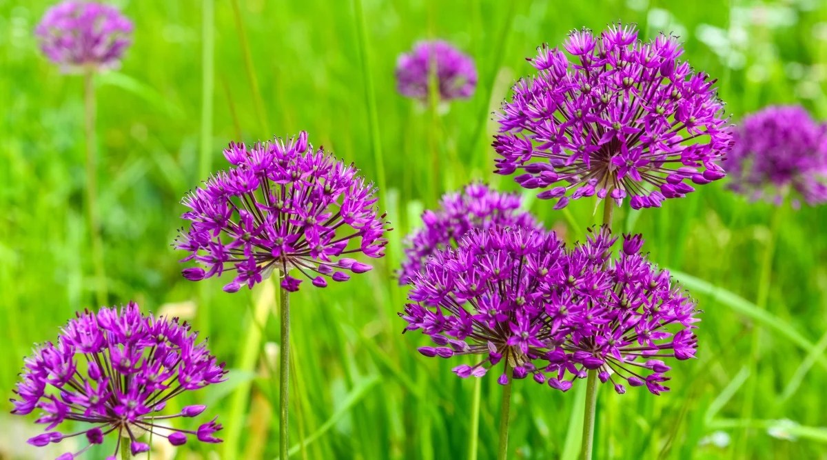 Allium