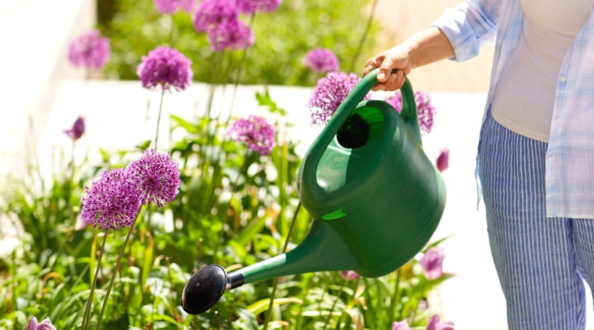 Close-up of a woman watering allium flowers from a dark green watering can in a sunny garden. The woman is wearing striped blue and white pants, a beige T-shirt, and a blue and white checkered shirt. Alliums have long, linear, sharp dark green leaves at the base of the plant and long stems with purple, rounded flower heads. The flower buds consist of many tiny purple flowers.