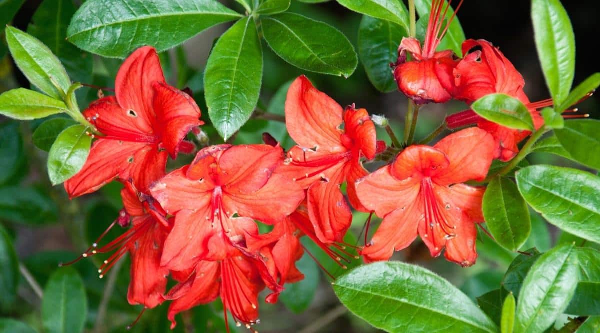 Close-up of 7 Amagasa flowers blooming in a sunny garden. The flowers consist of simple five reddish-orange petals, the cores of which contain from 5 long red stamens. Leaves are ovate, leathery, and dull green. The background is blurry.