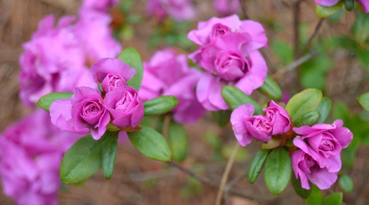 Close-up of three blooming flowers on an Amelia Rose azalea bush against a green blurred background. The flowers are large, double, look exactly like roses, are bright purple in color with slightly wavy edges on the petals. Some petals have dark purple freckles on the inside.