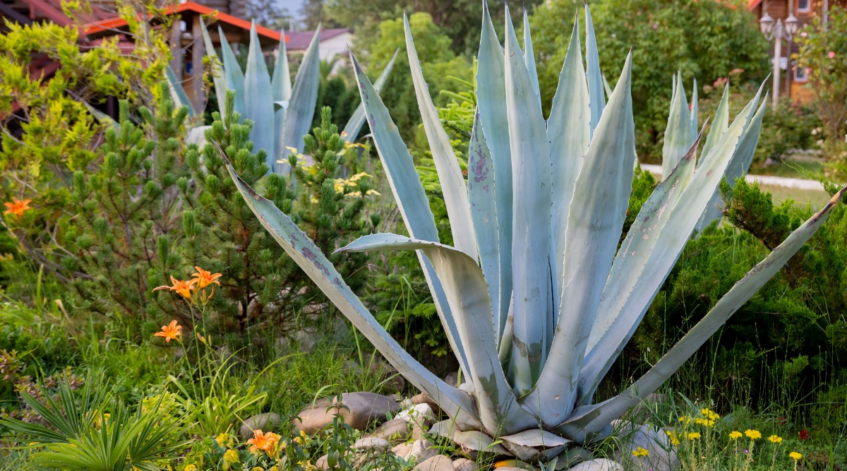 Large plant with tall, thick, light bluish-green, spiky leaves with jagged edges.