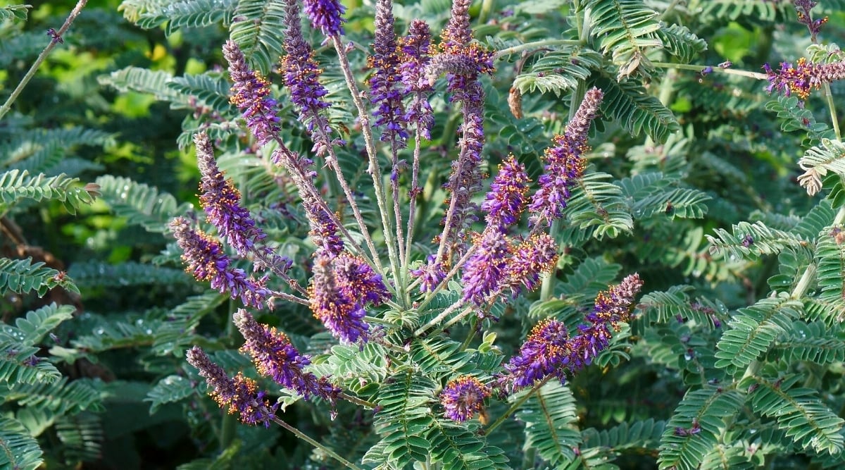 A close-up of an Amorpha canescens flowering plant in full sun. The plant is a deciduous shrub with thin, dense spike-shaped clusters of purple flowers with golden anthers. The plant has alternate, pinnately compound leaves with dark green oval leaflets.
