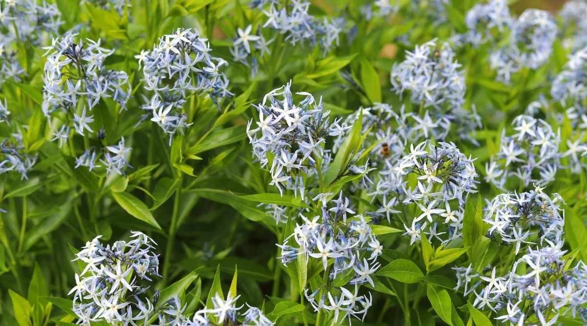 Close-up of a flowering plant Amsonia tabernaemontana in the garden. The plant forms erect stems with apical pyramidal clusters of pale blue, star-shaped flowers. The leaves are narrow, dull green, willow-shaped.