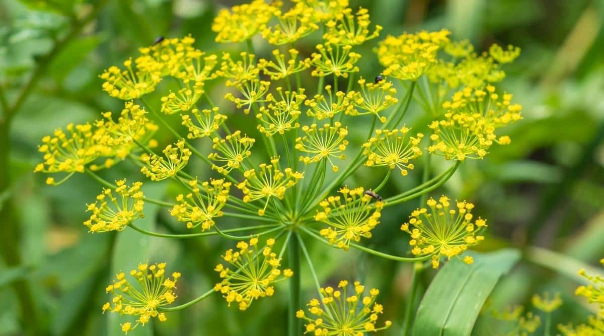 Close-up of a dill flower growing on a vegetable bed. Wide umbels of tiny yellow flowers are held on thin green stems emanating from the main stem. A small brown bug sits on one of the dill flower umbels. The background is green and blurred.