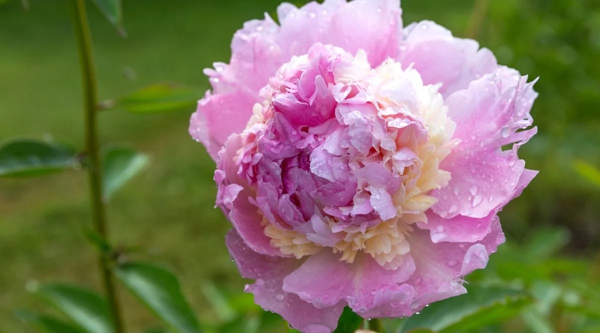 Close-up of a double peony flower &lsquo;Angel Cheeks&rsquo; covered with water drops in a garden, against a blurred background of a green lawn. The flower is large, consists of three petal layers. The first layer has large outer petals of pale pink color. The second layer is small, ruffled, buttery-yellow petals. The third layer is small, ruffled, pale pink petals.