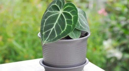 Green Plant With White Variegation