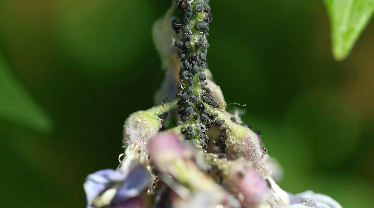 Hellebore Aphids