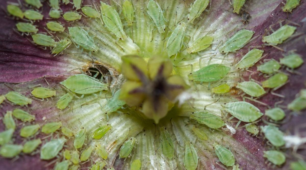 Aphids on a Helllebore flower