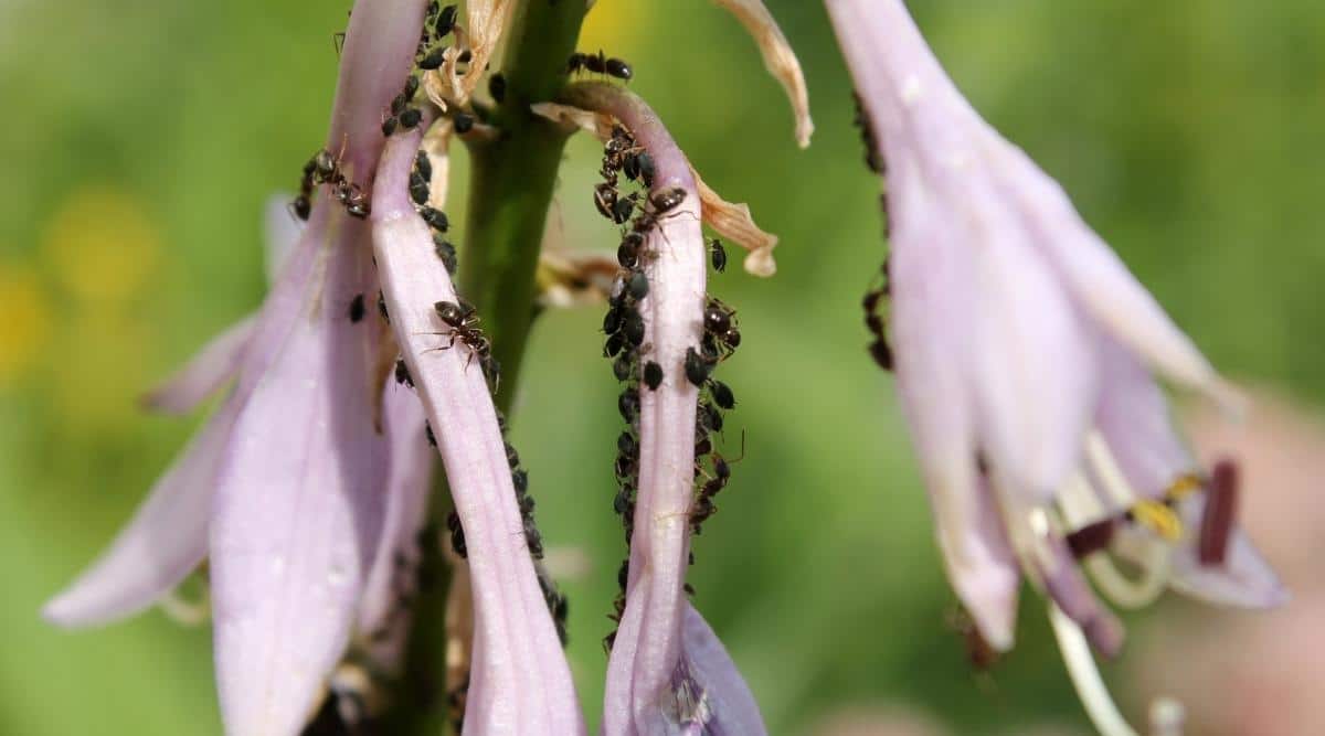 Aphids on hosta flowers