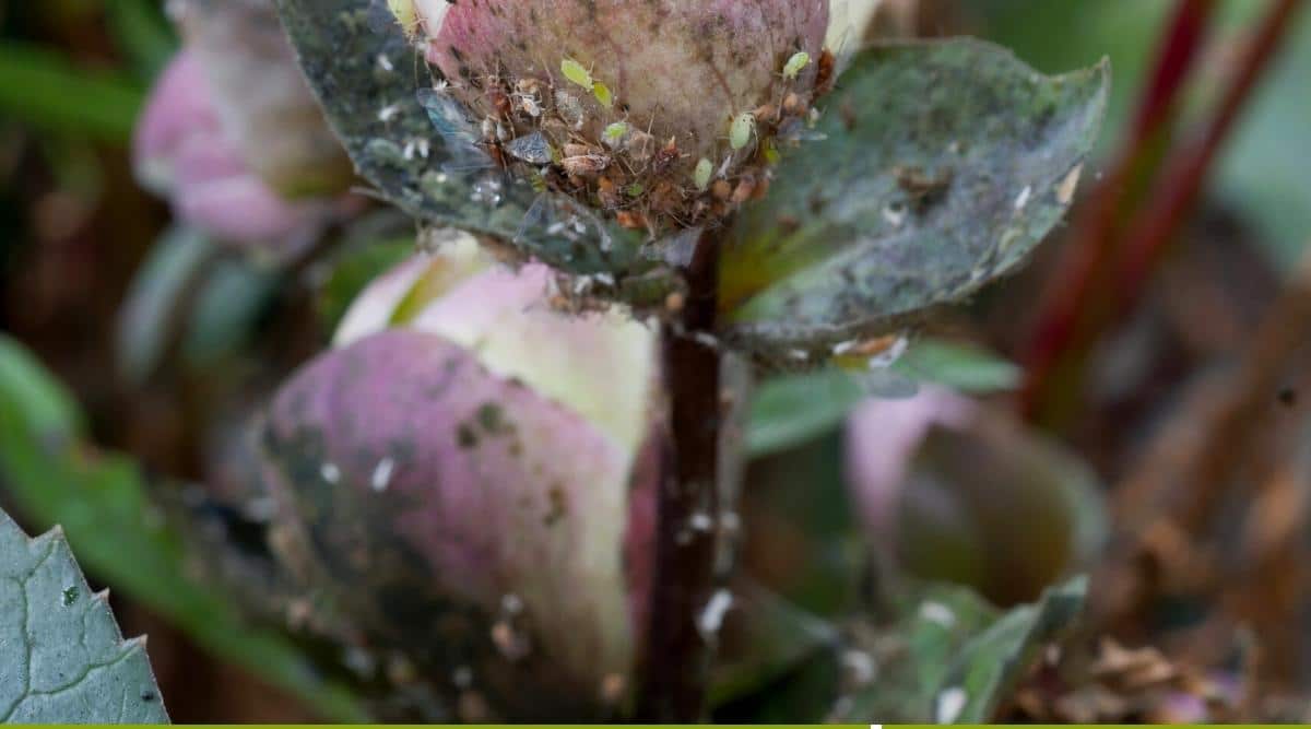 Aphis infected hellebore bud