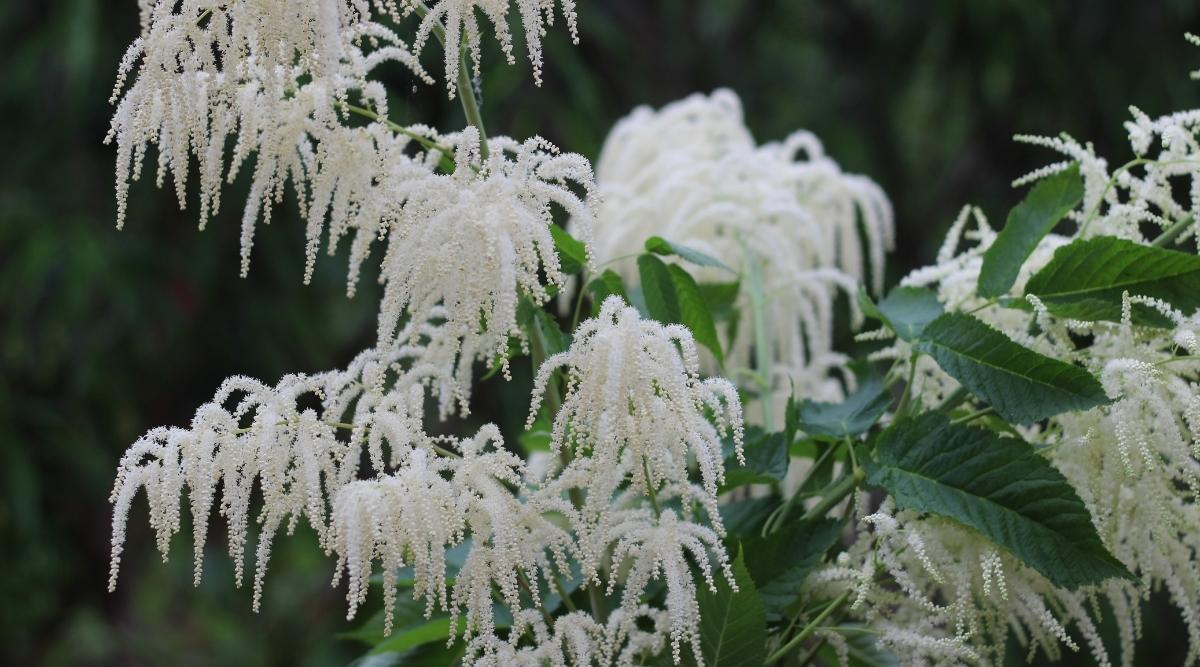 Aruncus dioicus