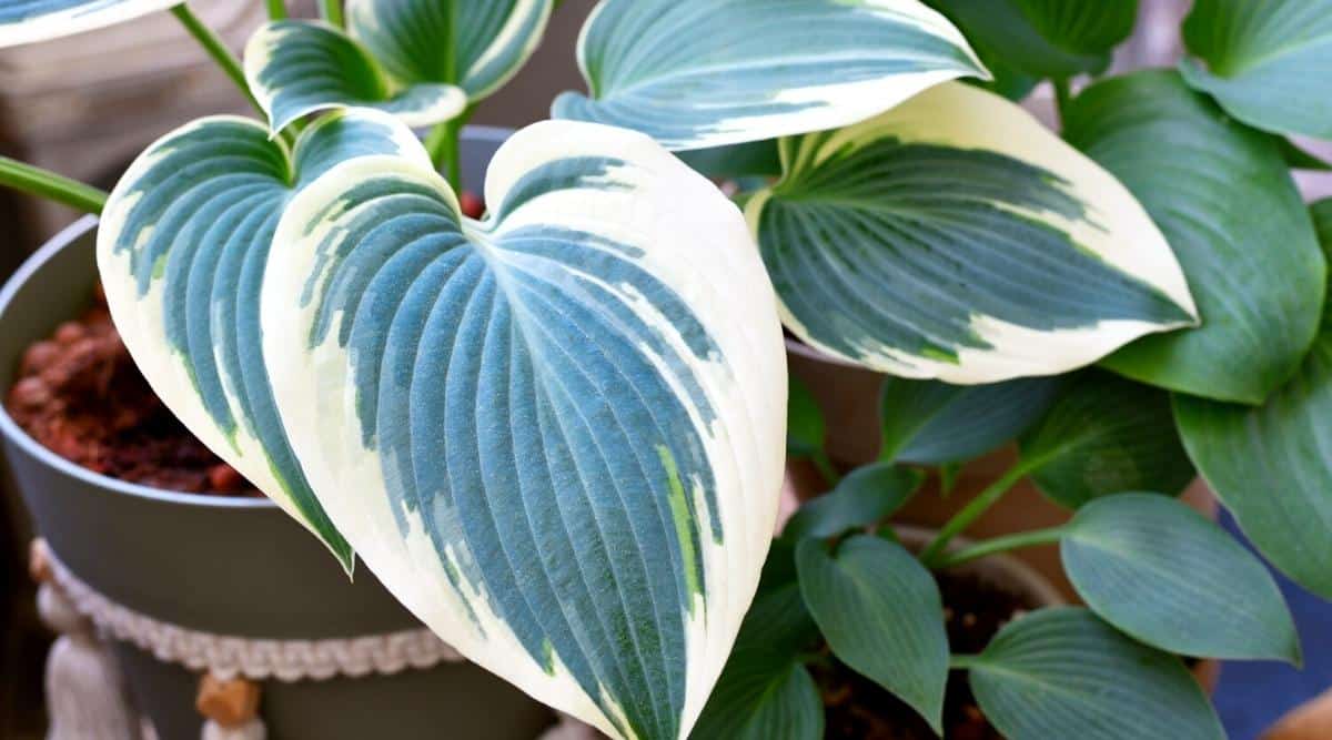 Variegated leaf of container plant
