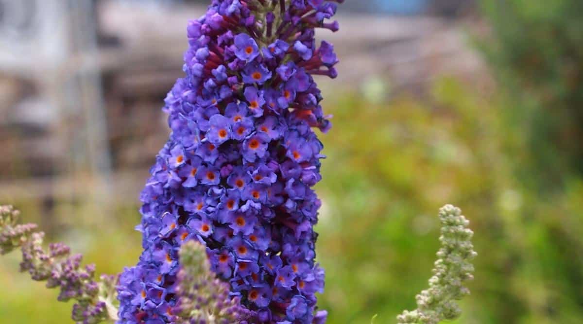 Close-up of an ‘Asian Moon’ flowering shrub. Many small dark purple flowers with bright orange eyes collected in one large elongated cluster of blooms. The background is a blurry summer garden with two young clusters of flower buds.