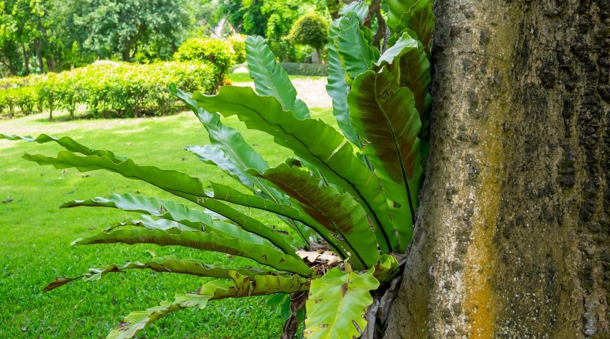 11 Types of Epiphytic Plants That Can Grow on Trees